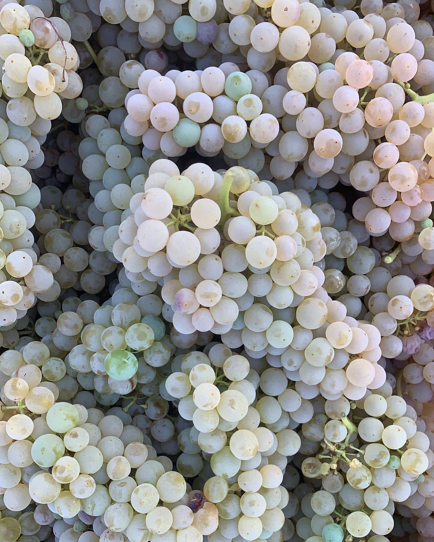 Uva Arneis: quest’anno a causa della siccità prolungata la produzione è diminuita notevolmente, almeno il 30% in meno.
-
-
-
Arneis grape: this year the production has decreased significantly due to the prolonged drought, over 30% less.

#roerowines #harvest #harvesting #winelife #monchierocarbonewinery #grape #arneisgrape #monchierocarbone  #winepassion #vineyards #winemaker #cellar #winecellar #piedmont #climatechange #piemontewines #italianwine #grape #vigneti #langheroeromonferrato #climatechangeisreal