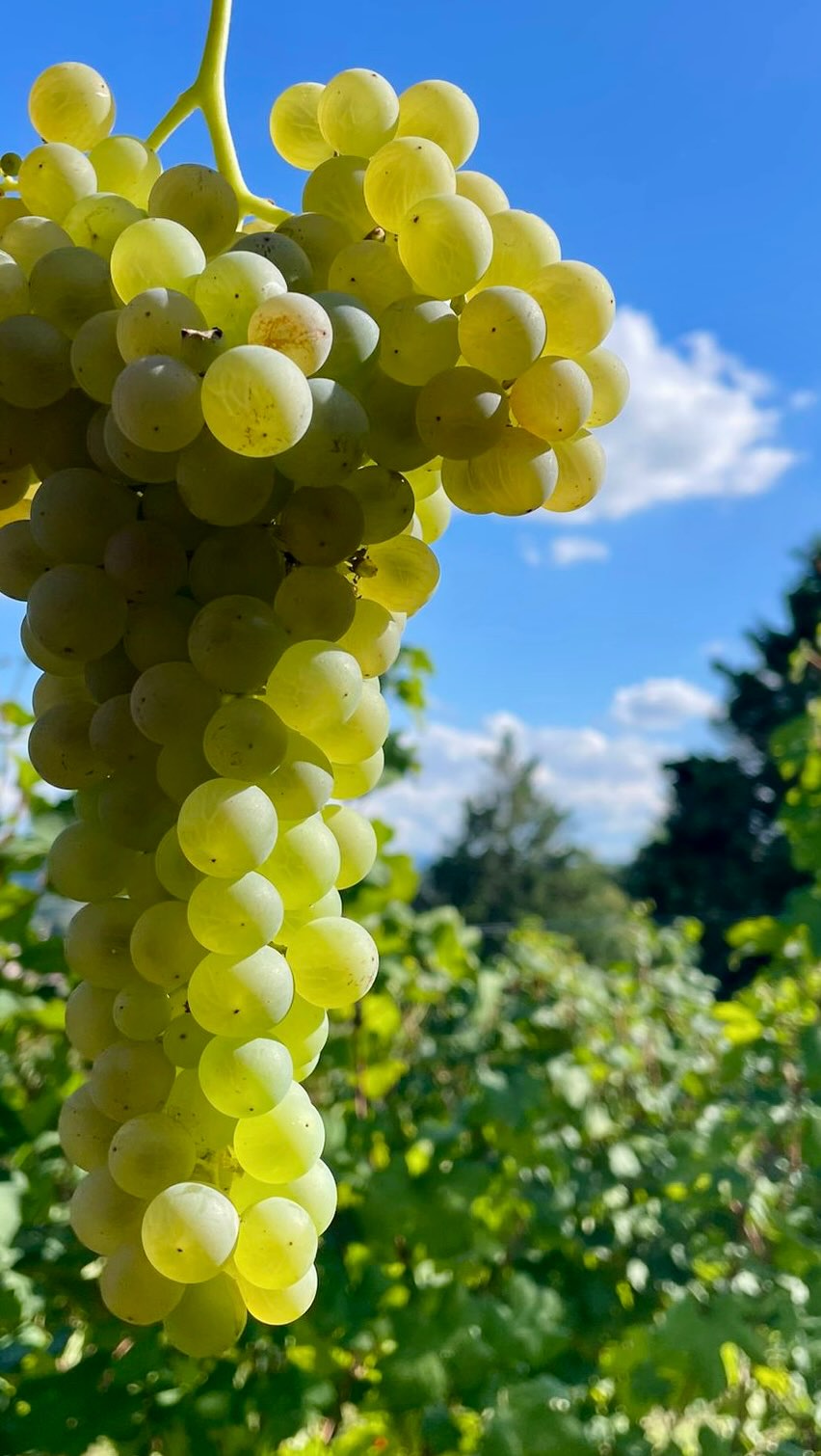 Da questa settimana, ogni grappolo si tinge d’oro e porta con sè una promessa. Di Roero Arneis 2025.💛 non vediamo l’ora di scoprirlo!

From this week, every bunch is dyed with gold and carries with it a promise. Roero Arneis 2025.💛 we can't wait to find it out!

#Vendemmia2025 #RoeroArneis #HarvestTime #WineLovers #RoeroVibes #monchierocarbonewinery #monchierocarbone #roero #arneis