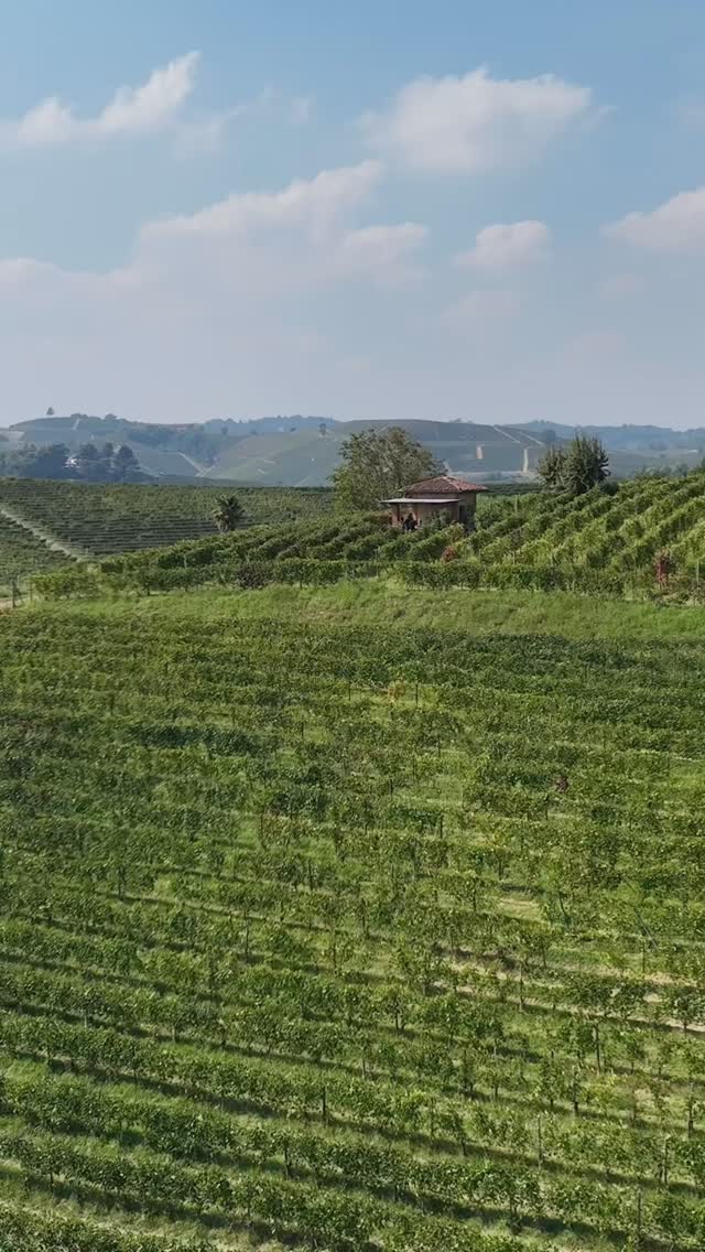 Ad un mese dalla fine della vendemmia, un reel per catapultarvi con noi sulle magiche colline del Roero,  durante il consueto pranzo della vendemmia nel ciabot della nostra vigna storica di Monbirone! 
Le meravigliose riprese con il drone sono di @mb_droni 👏🏼
-
-
One month after the end of the harvest, a reel to catapult you on the magical hills of Roero, during the usual harvest lunch in our historic Monbirone vineyard!

The wonderful drone shots are by @mb_droni 👏🏼

🇪🇺 CAMPAIGN FINANCED ACCORDING TO EU REGULATION N. 2021/2115
🇮🇹 MINISTRY OF AGRICULTURE, FOOD SOVEREIGNTY AND FORESTS

#monchierocarbonewinery #roero #discoverpiedmont #piemontewine #langheroeromonferrato