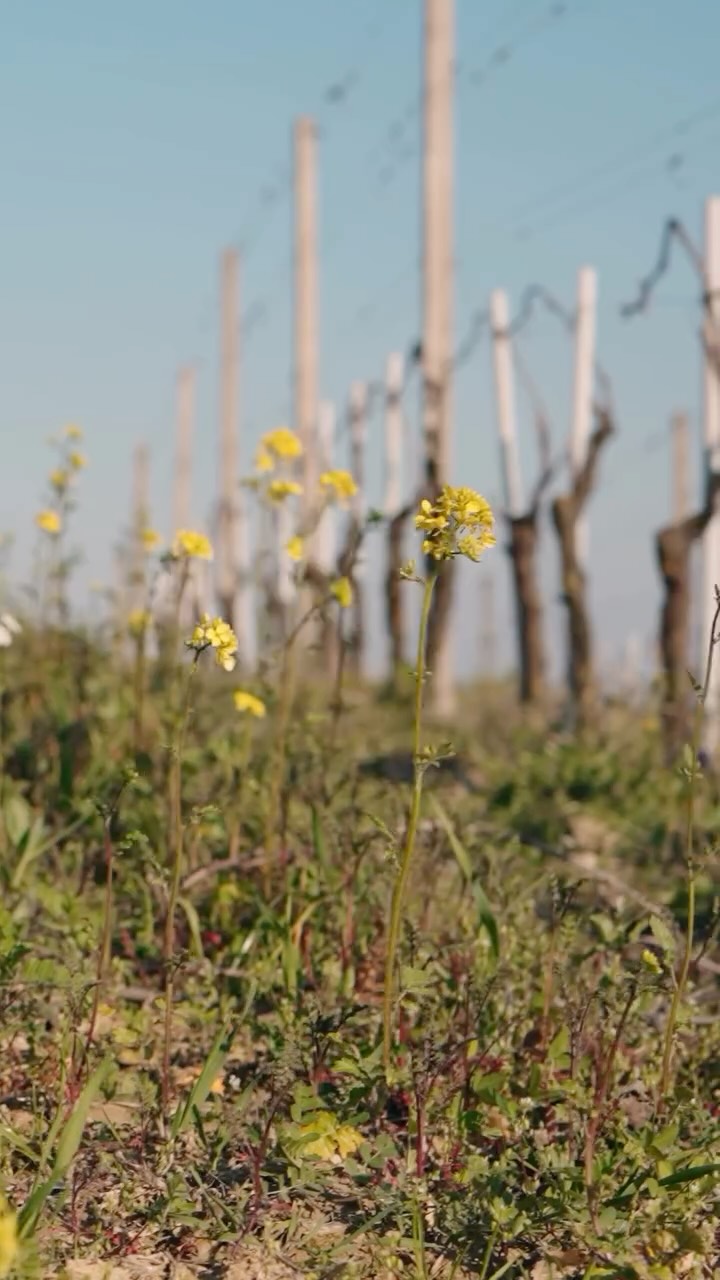 La primavera è iniziata, Buona Pasqua 🪺🐣con il dolce risveglio della natura dormiente nelle nostre vigne ! 🌸🪻🌼
-
-
Spring has begun, Happy Easter 🪺🐣 with the sweet awakening of nature sleeping in our vineyards ! 🌸🪻🌼

#monchierocarbonewinery #winelover #springvibes #vineyard #langheroero