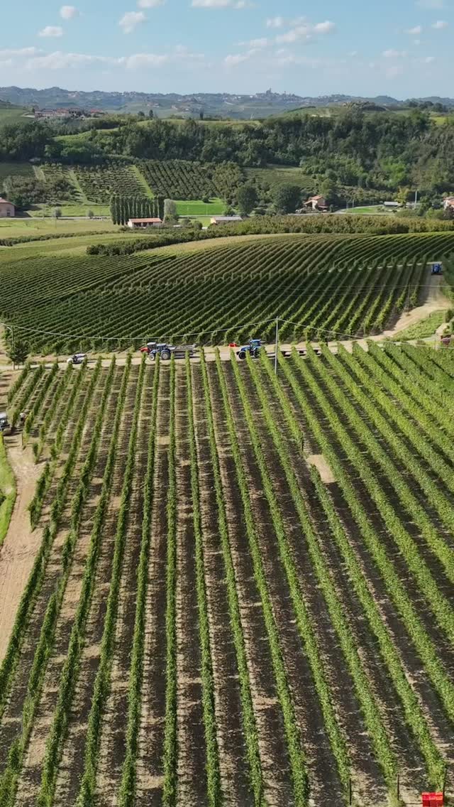 Un reel per festeggiare la fine della vendemmia! Grazie a tutta la nostra squadra in vigna che non ha mollato un giorno per portare tutta l’uva sana e salva in cantina! Qui vi mostriamo qualche momento delle lunghe giornate di vendemmia.
Le bellissime riprese con il drone sono di @mb_droni 👏🏼
-
- 
A reel to celebrate the end of the harvest! Thanks to all our team in the vineyard who didn’t give up a day to bring all the healthy grapes to the cellar! We show you a few moments of the long harvest days.

Beautiful drone video by @mb_droni 👏🏼

#monchierocarbonewinery #monchierocarbone #roero #roeroarneis #piemontewine #winelover #nebbiolo #harvest @visitlmr @ig_langheroeromonferrato
