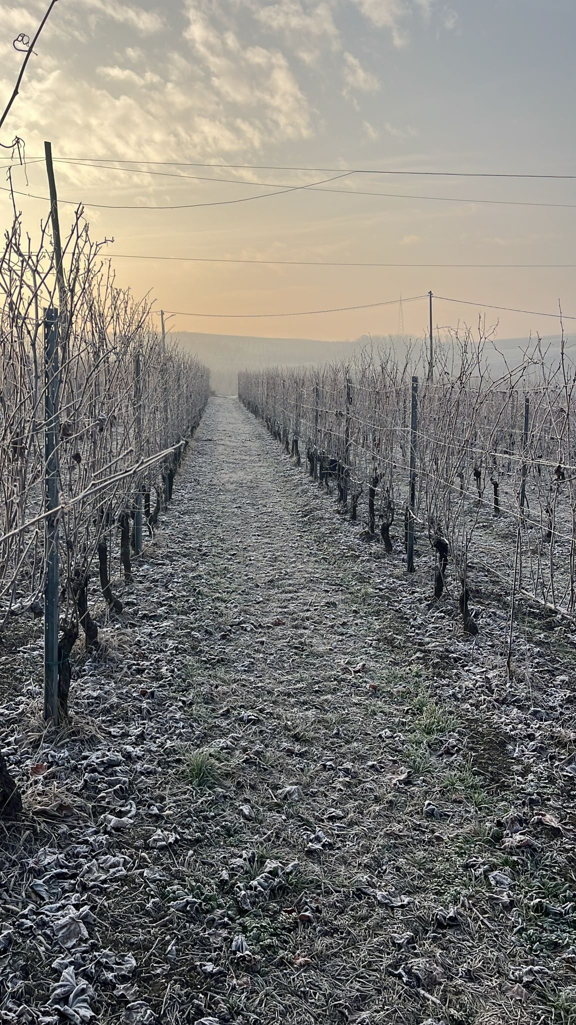 Il freddo pungente non ferma il nostro lavoro in vigna. La potatura invernale è un rituale metodico e preciso: ogni taglio è importante per l’anno che verrà. ✂️✨❄️
- 
-
The bitter cold doesn’t stop our work in the vineyard. Winter pruning is a methodical and precise ritual: each cut is important for the year to come. ✂️✨❄️
#monchierocarbonewinery #winelover #piemontewine #langheroeromonferrato #nebbiolo