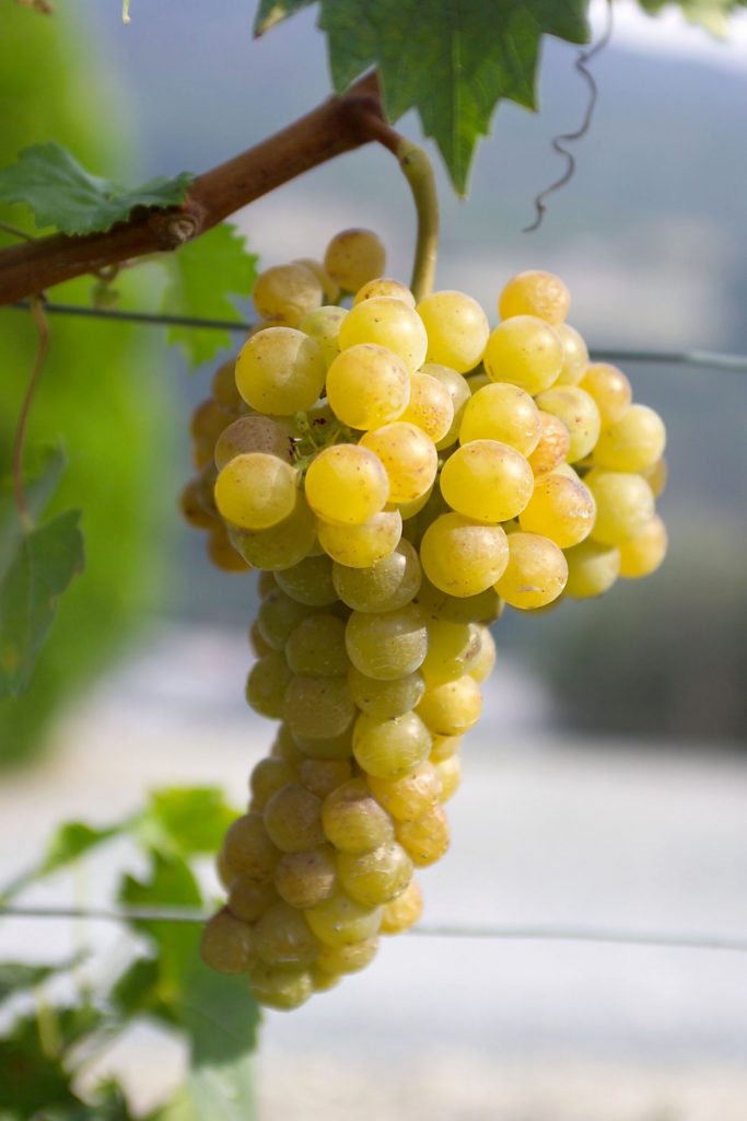 White grape