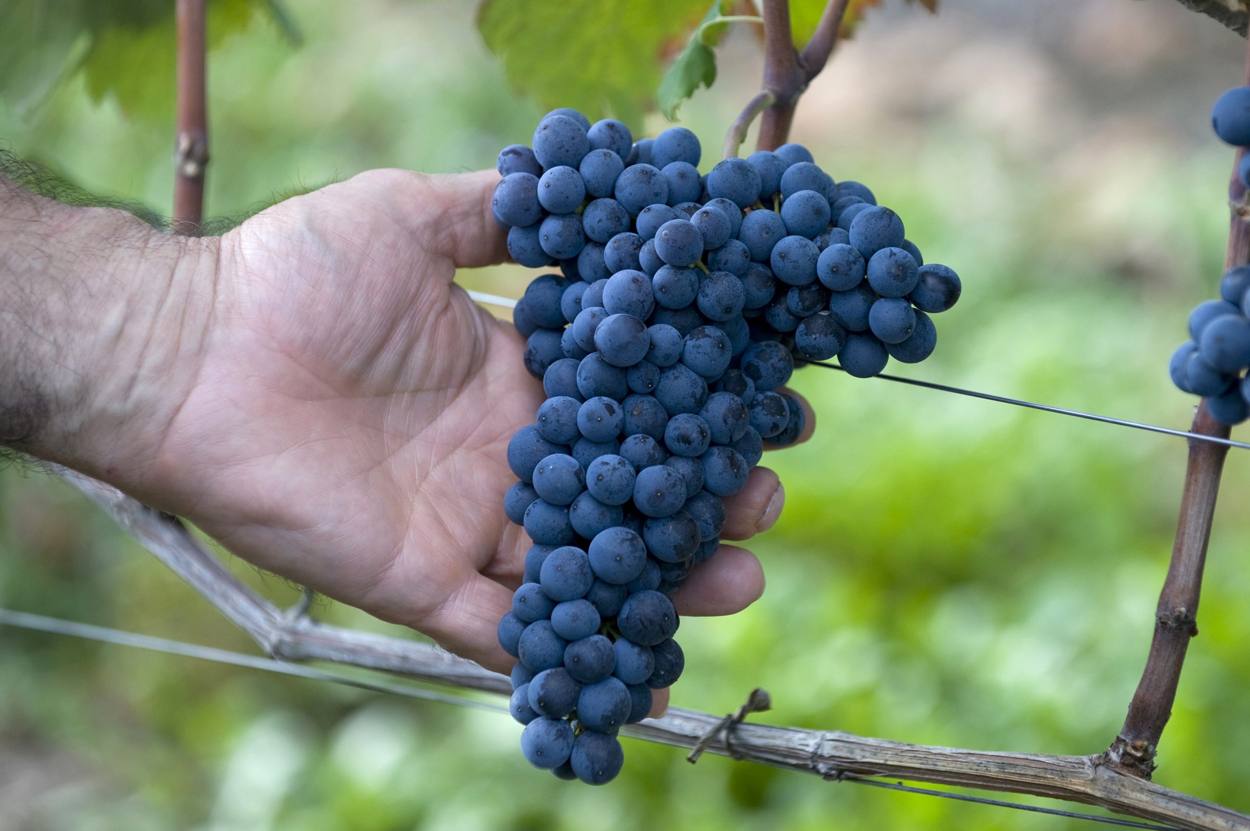 The Roero region Monchiero Carbone