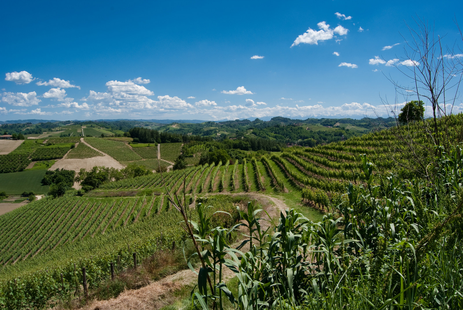 The Roero region Monchiero Carbone
