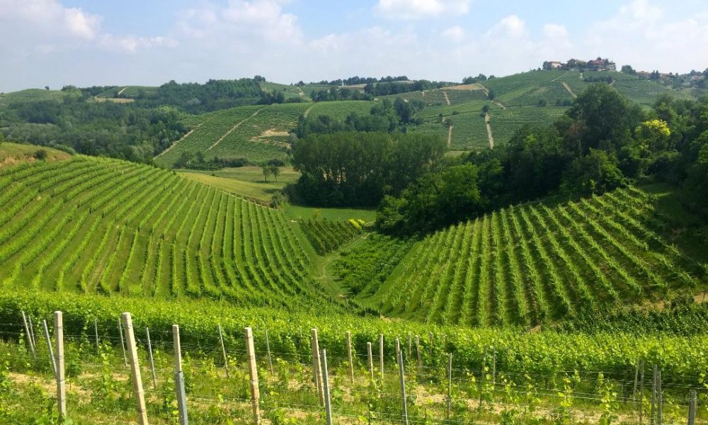 Cascinotto vineyard