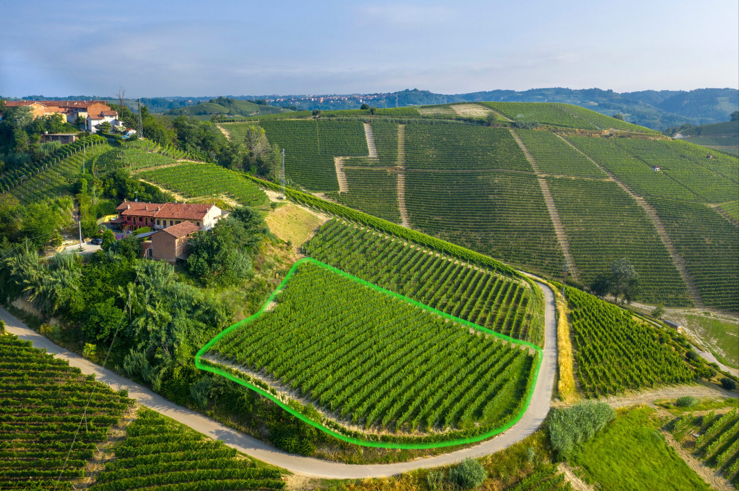 Highlighted S.S. Trinità vineyard