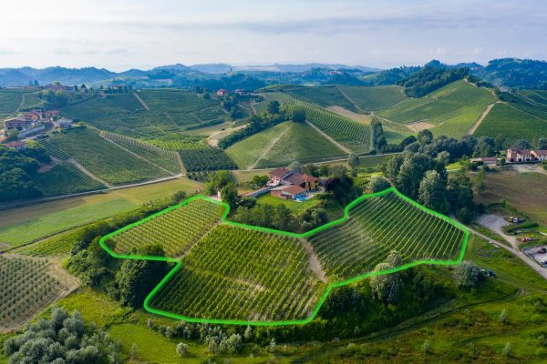 Highlighted Serra upini vineyard