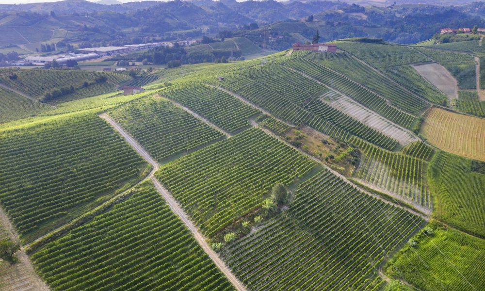 Srü and Printi vineyards