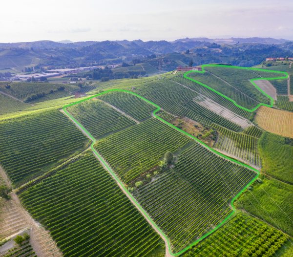 Highlighted Sru (and Printi) vineyard