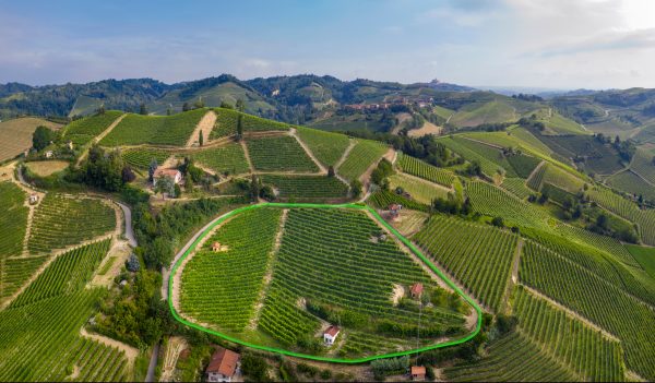 Highlighted Renesio Incisa vineyard
