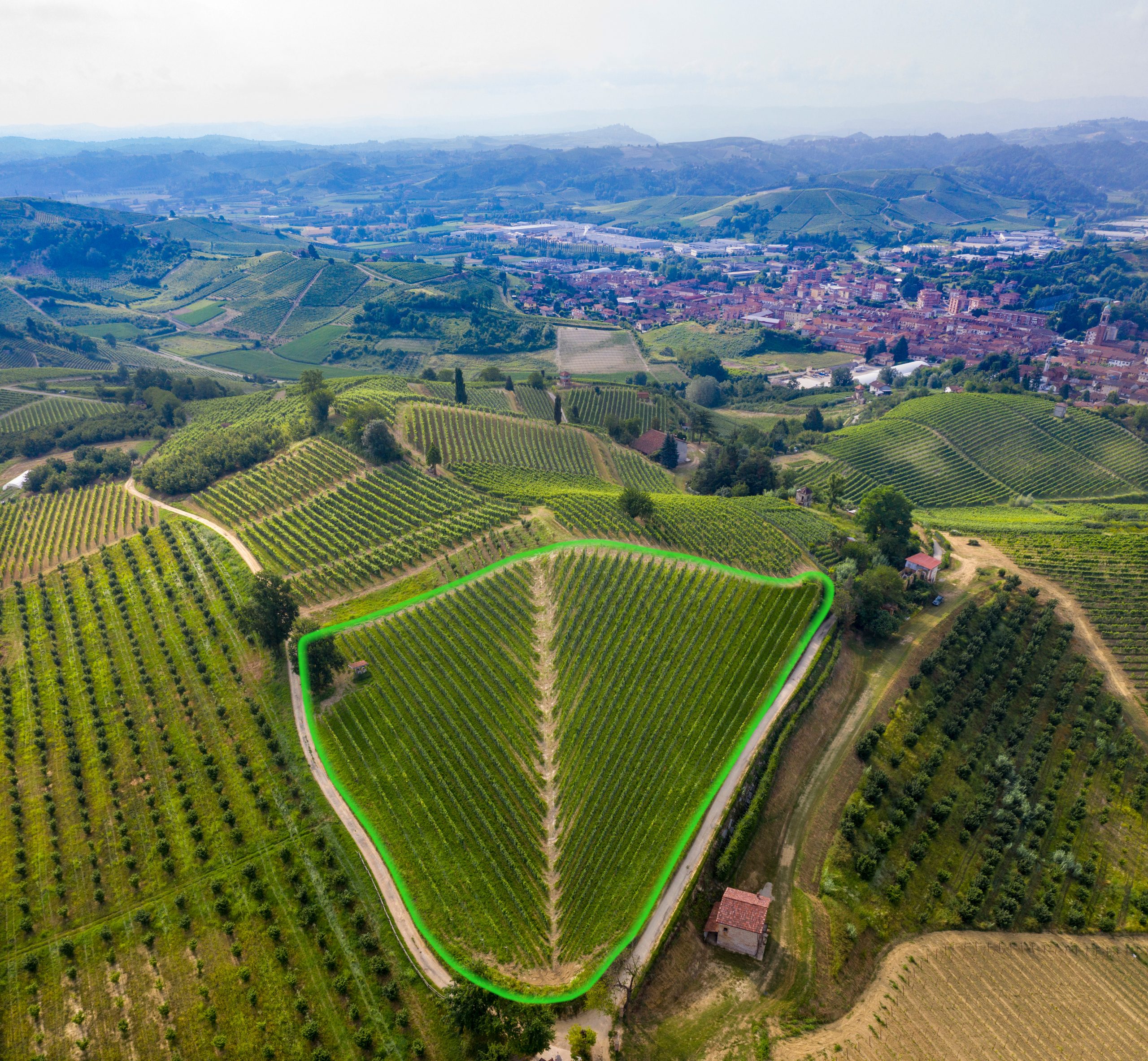 Highlighted Renesio vineyard