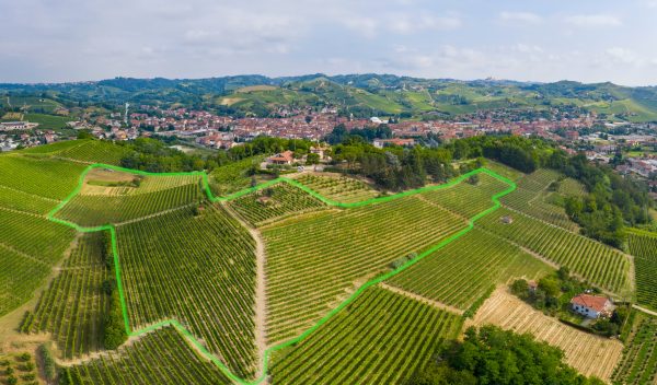 Highlighted Mombirone vineyard