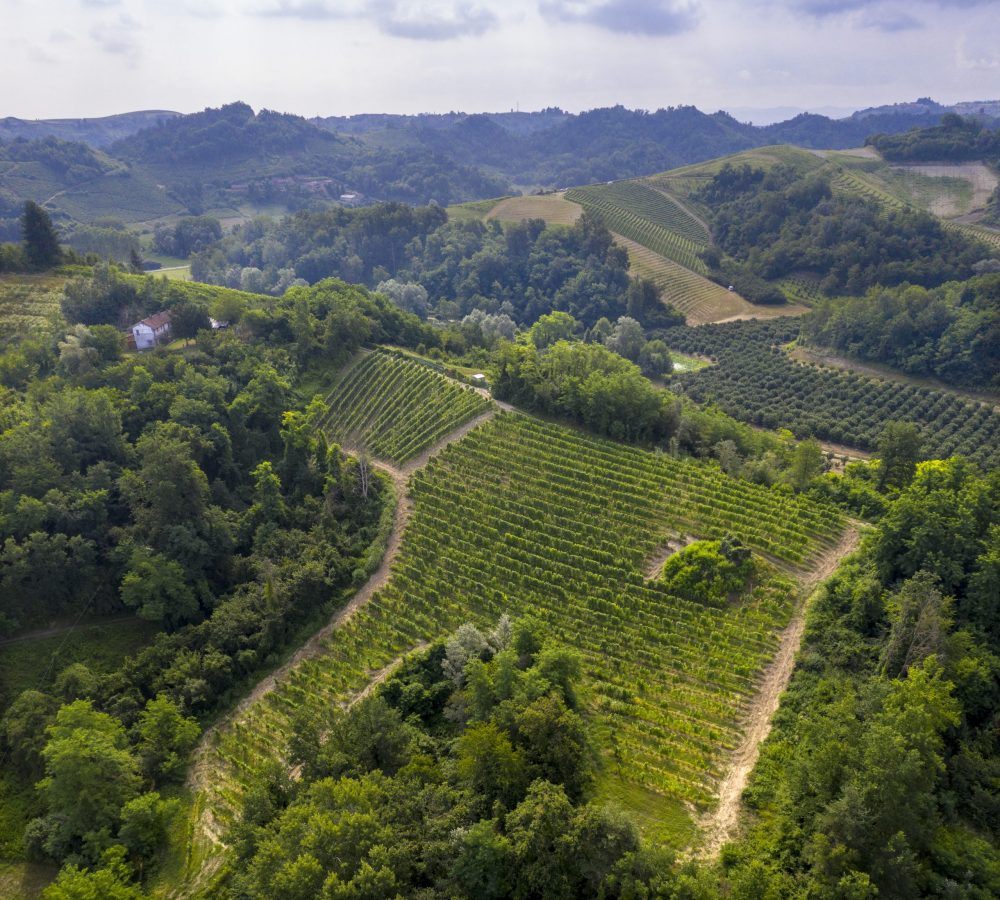 Tanone vineyard