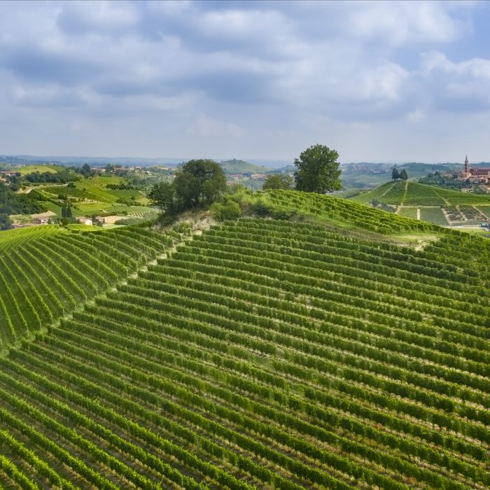 Vigna Bricco Genestreto