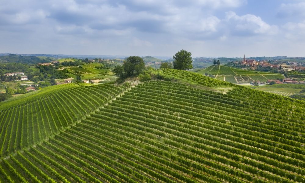 Bricco Genestreto vineyard