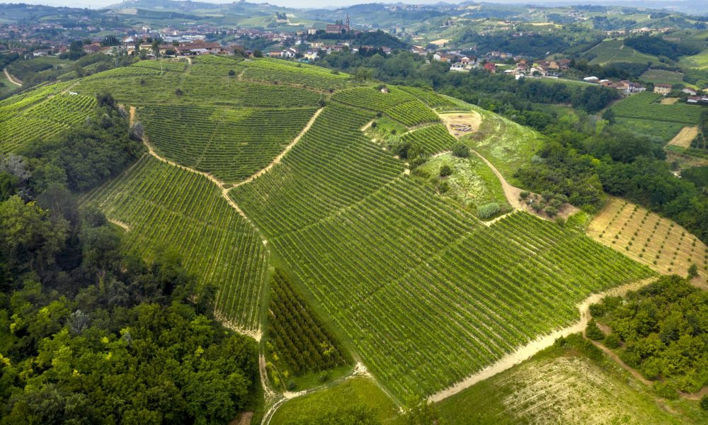 Cascinotto vineyard