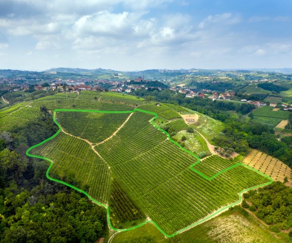 Highlighted Cascinotto vineyard