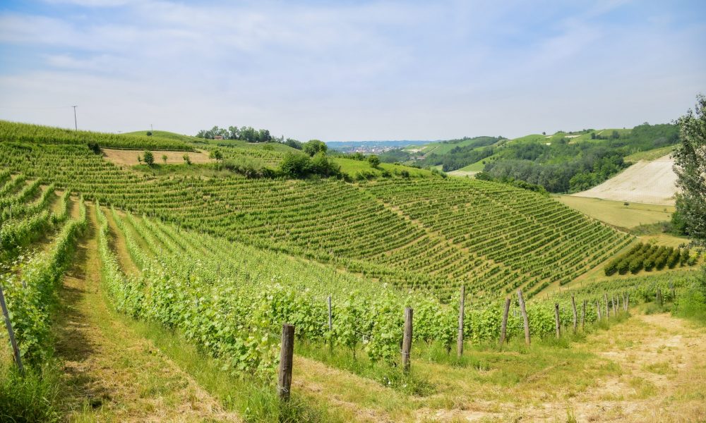 Cascinotto vineyard