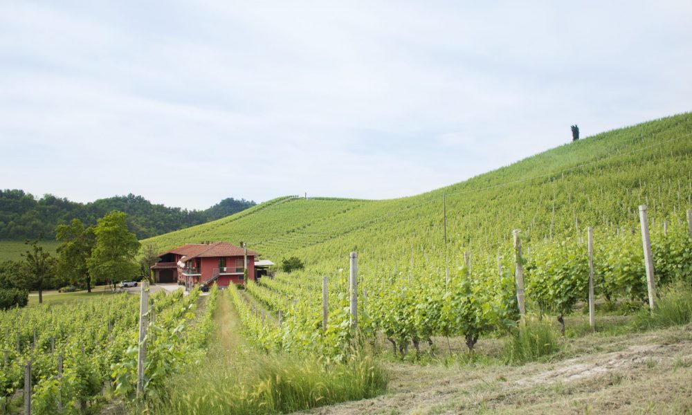 Pioiero vineyard