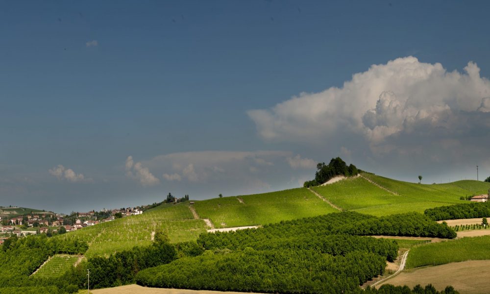 Bricco Genestreto vineyard