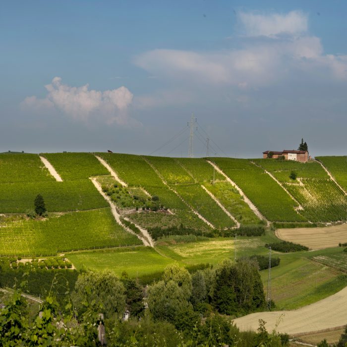 Vigne Srü e Printi