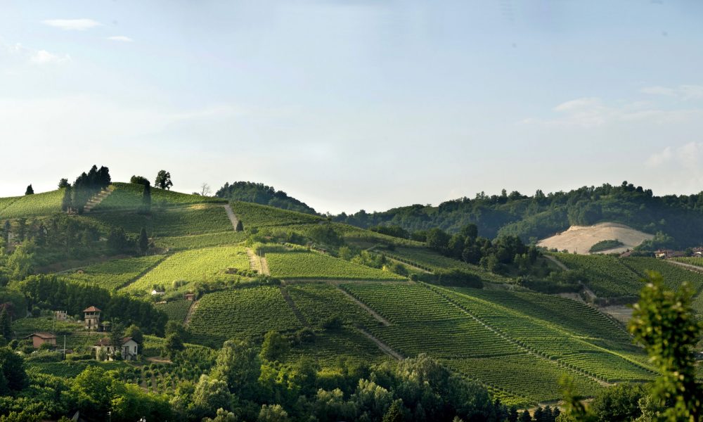 Renesio Incisa vineyard