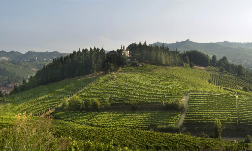 Mombirone vineyard