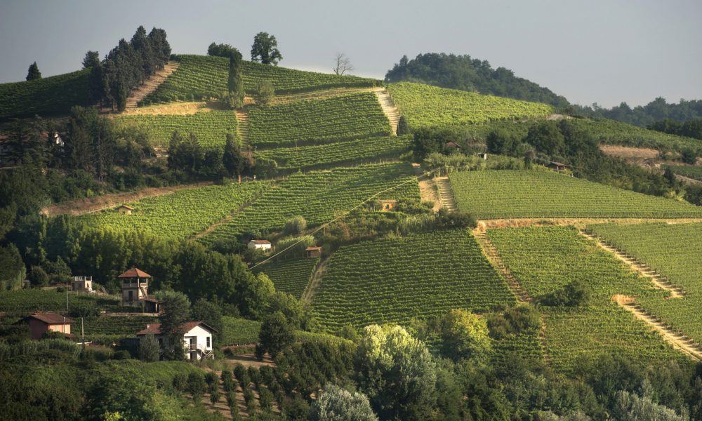 Renesio Incisa vineyard