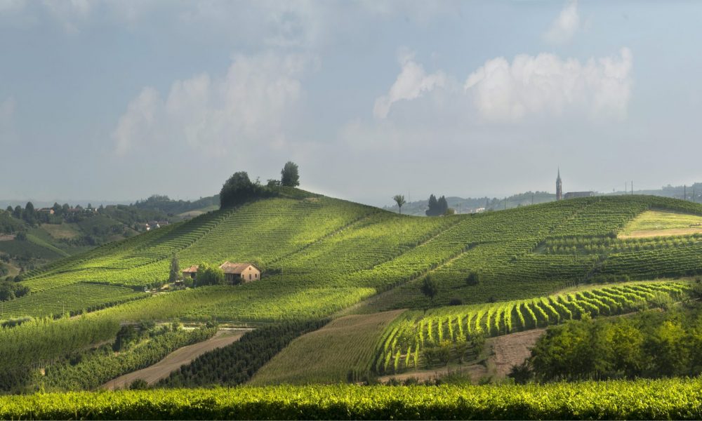 Vigna Bricco Genestreto