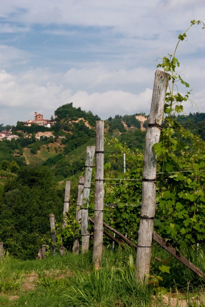 Rows of vines in Santo Stefano Roero